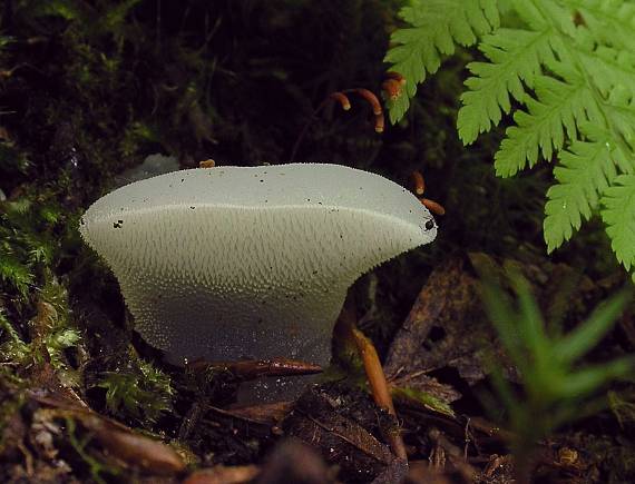 pajelenka želatínová Pseudohydnum gelatinosum (Scop.) P. Karst.