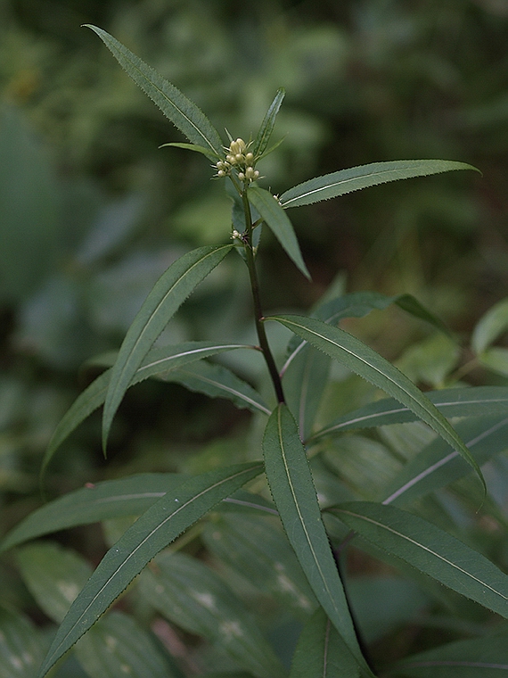 starček vajcovitolistý Senecio ovatus (P. Gaertn., B. Mey. et Scherb.) Willd.