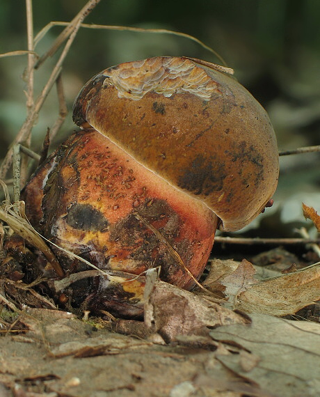 hríb zrnitohlúbikový Sutorius luridiformis (Rostk.) G. Wu & Zhu L. Yang