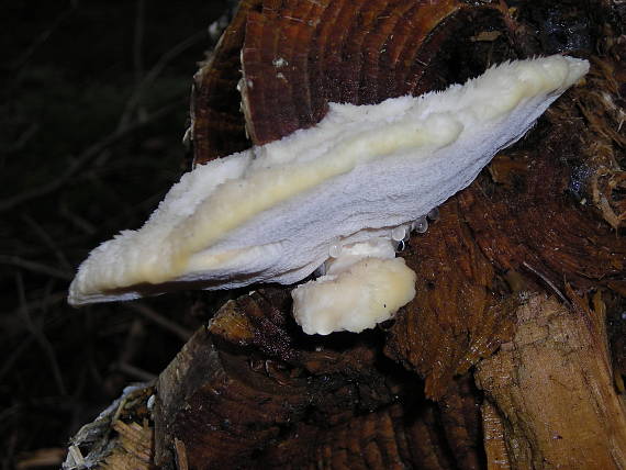 trudnikovec zamatový Trametes pubescens (Schumach.) Pilát