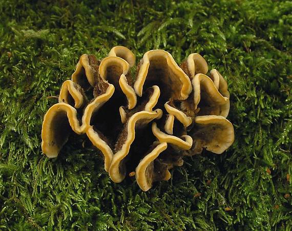 trúdnikovec pestrý Trametes versicolor (L.) Lloyd