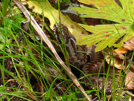 malá vretenička Vipera berus