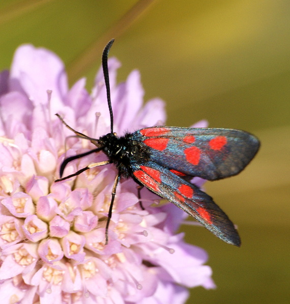 vretienka viková Zygaena viciae