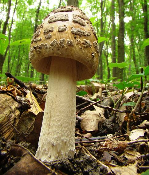 muchotrávka chrastavá Amanita ceciliae (Berk. & Broome) Bas