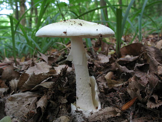 muchotrávka zelená Amanita phalloides (Vaill. ex Fr.) Link