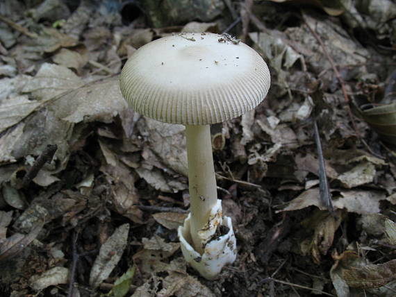 muchotrávka pošvatá Amanita vaginata (Bull.) Lam.