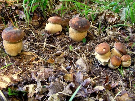 hrib dubový-Hřib dubový Boletus aestivalis