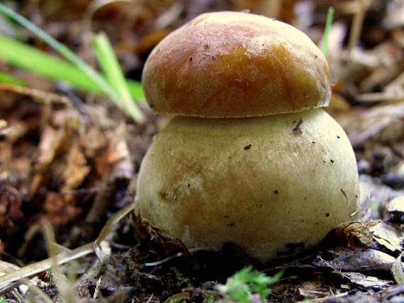 hríb dubový-Hřib dubový Boletus aestivalis