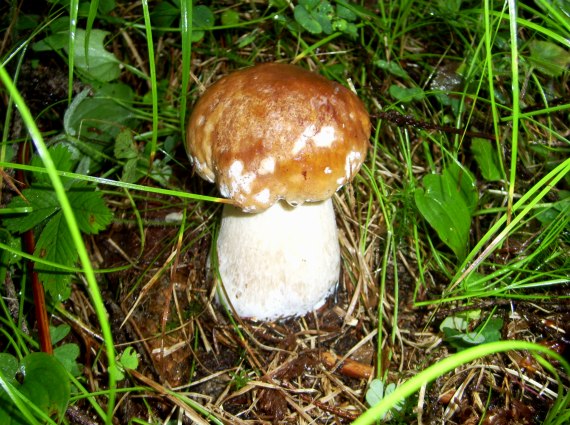 hríb smrekový Boletus edulis Bull.