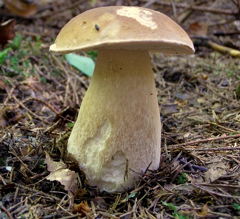 hríb smrekový-Hřib smrkový Boletus edulis Bull.