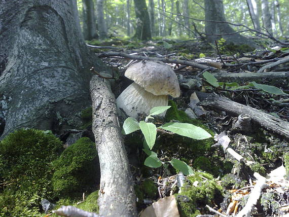 hríb dubový Boletus reticulatus  Schaeff.