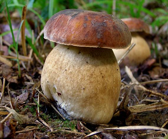 hríb dubový-Hřib dubový Boletus reticulatus Schaeff.