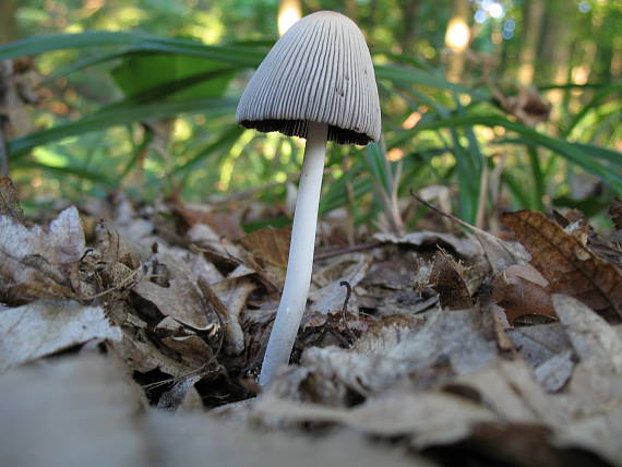 hnojník striebristý? Coprinus alopecius?