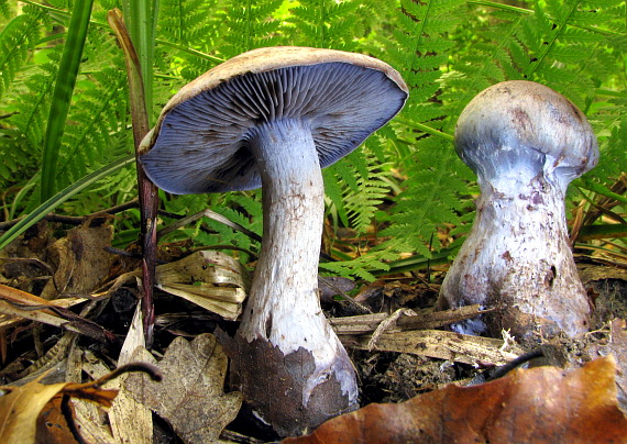 pavučinovec Cortinarius sp.