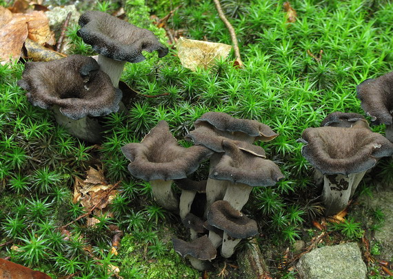 lievik trúbkovitý Craterellus cornucopioides (L.) Pers.