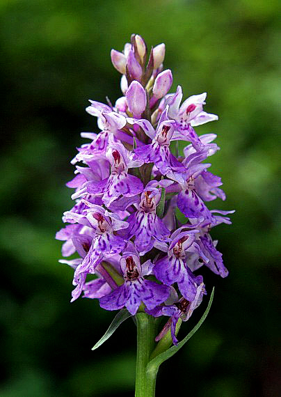 vstavačovec fuchsov pravý Dactylorhiza fuchsii subsp. fuchsii (Druce) Soó