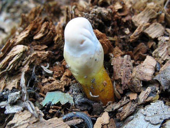 lesklokôrovka obyčajná Ganoderma lucidum (Curtis) P. Karst.