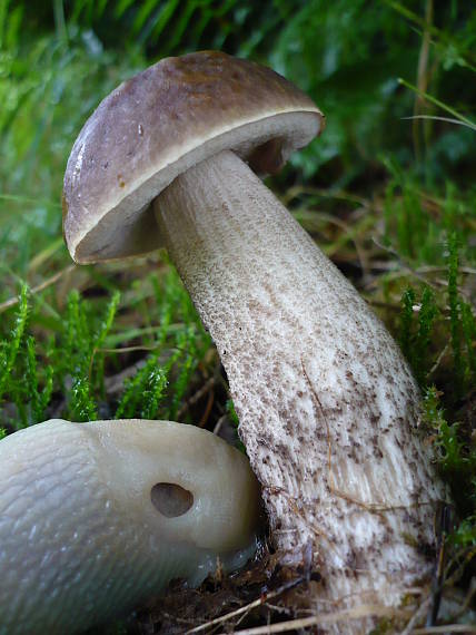 kozák hrabový  Leccinum pseudoscabrum (Kallenb.) Šutara