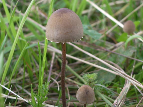 zvonovec obyčajný Panaeolus papilionaceus (Bull.) Quél.