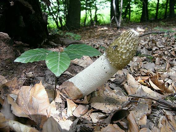 hadovka smradľavá Phallus impudicus L.