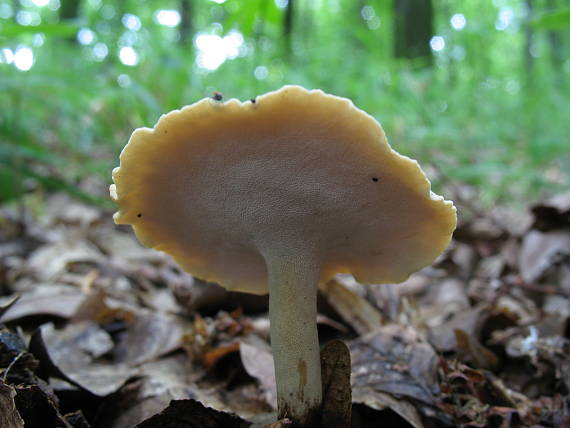 trúdnik Polyporus sp.