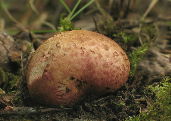 koreňovec červený Rhizopogon roseolus (Corda) Th. Fr.