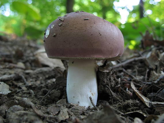 plávka modrastá Russula cyanoxantha (Schaeff.) Fr.