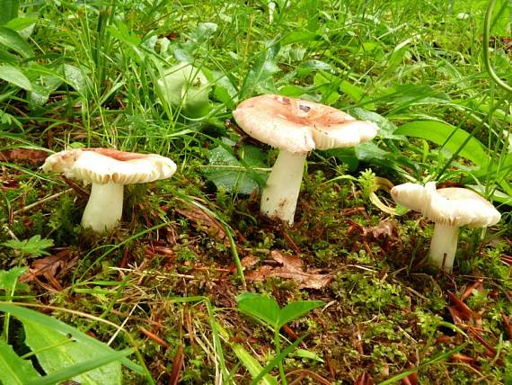 plávka menlivá Russula risigallina  (Batsch) Sacc.