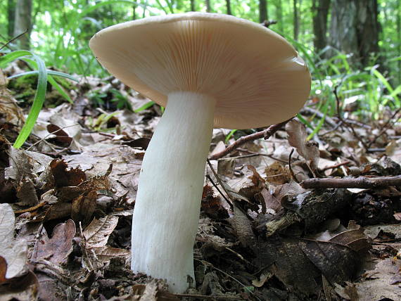 plávka Russula sp.