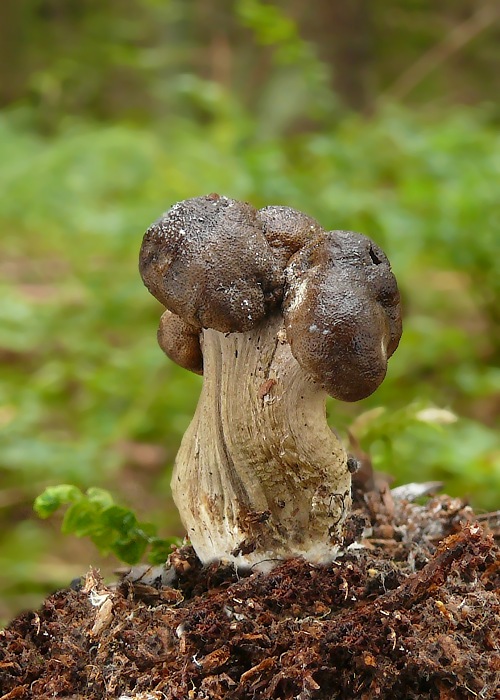 žezlovka Rouxova Tolypocladium rouxii (Cand.) C.A. Quandt, Kepler & Spatafora