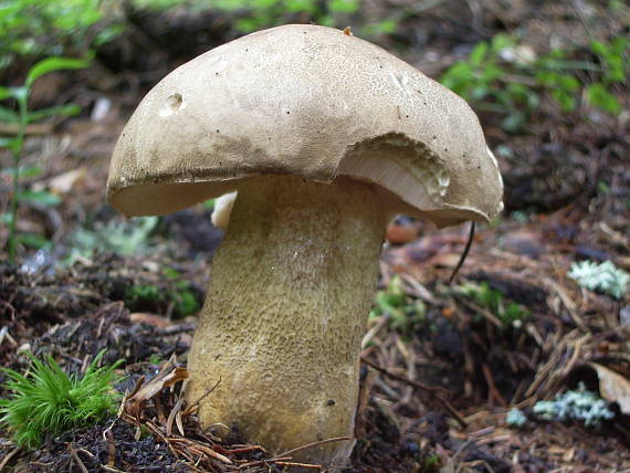 podhríb žlčový Tylopilus felleus (Bull.) P. Karst.