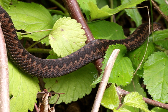 vretenica severná Vipera berus