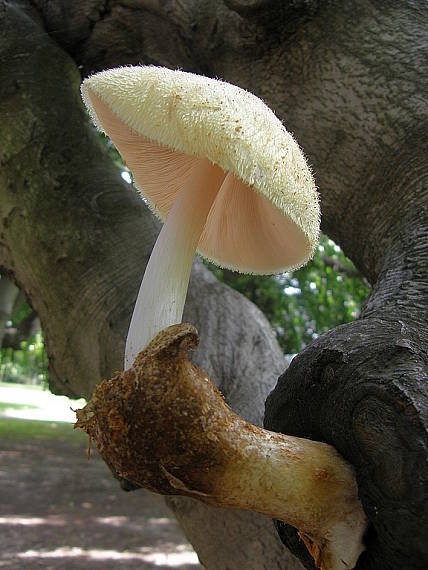 pošvovec stromový Volvariella bombycina (Schaeff.) Singer