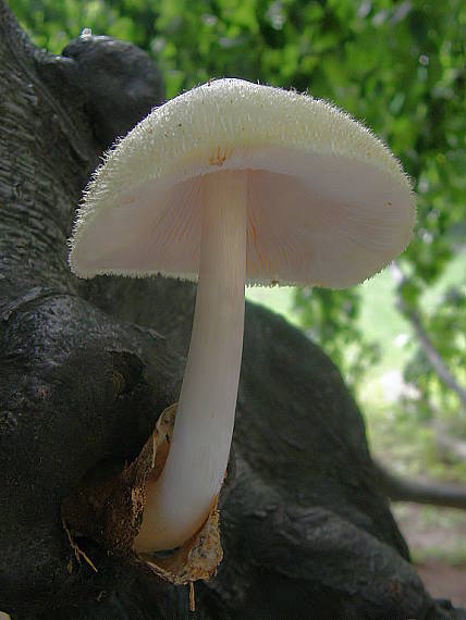 pošvovec stromový Volvariella bombycina (Schaeff.) Singer