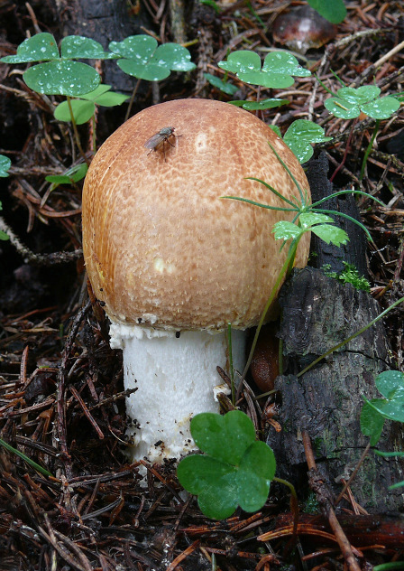 pečiarka obrovská Agaricus augustus Fr.