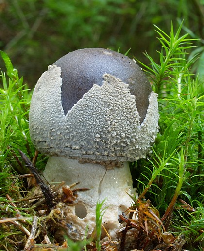 muchotrávka hrubá Amanita excelsa (Fr.) Bertill.