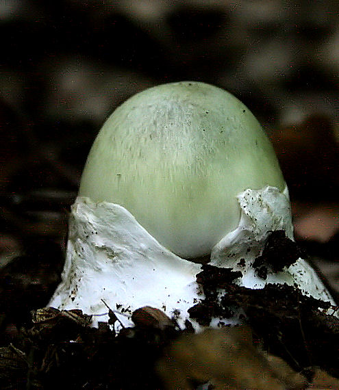 muchotrávka zelená Amanita phalloides (Vaill. ex Fr.) Link