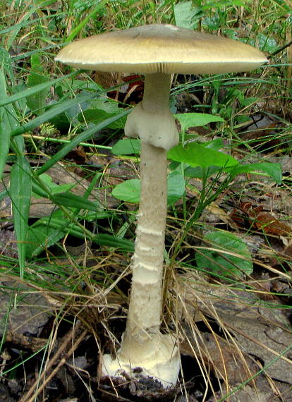 muchotrávka zelená Amanita phalloides (Vaill. ex Fr.) Link