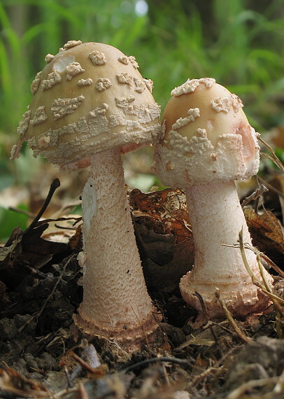 muchotrávka červenkastá Amanita rubescens Pers.