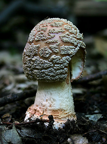 muchotrávka červenkastá Amanita rubescens Pers.