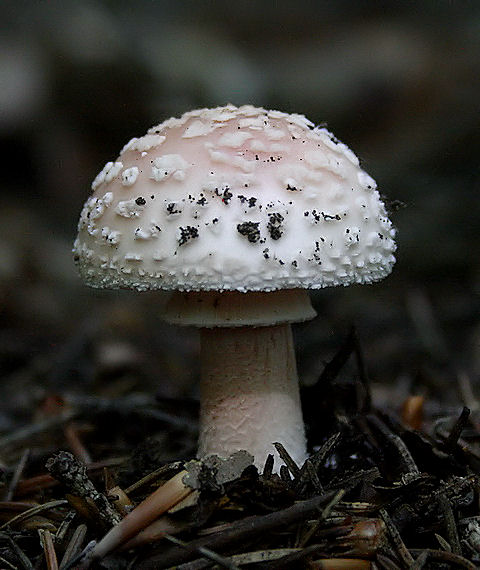 muchotrávka červenkastá Amanita rubescens Pers.