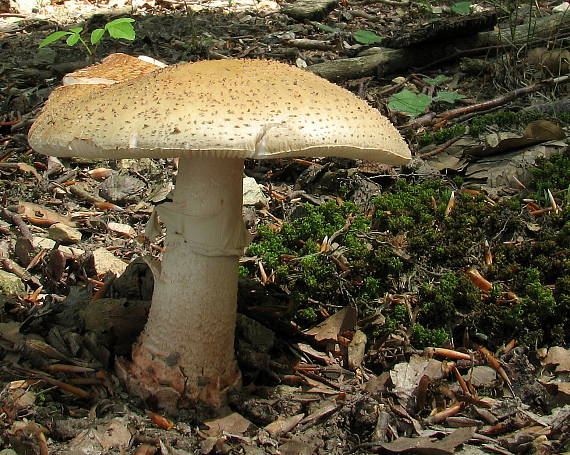 muchotrávka červenkastá Amanita rubescens Pers.