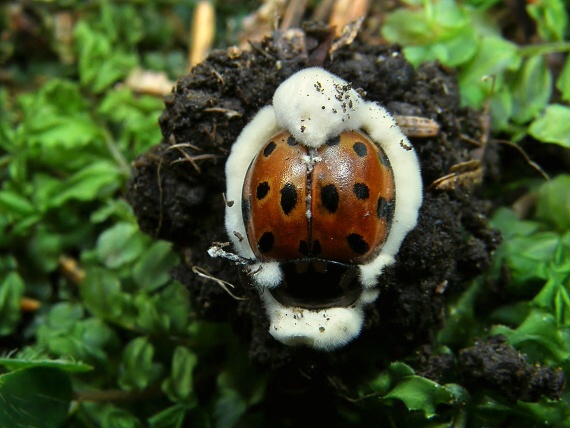 bovéria Bassova Beauveria bassiana (Bals.-Criv.) Vuill.