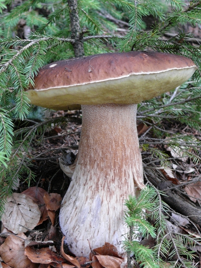 hríb smrekový  Boletus edulis  Bull.