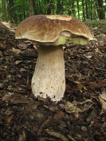 hríb smrekový Boletus edulis Bull.