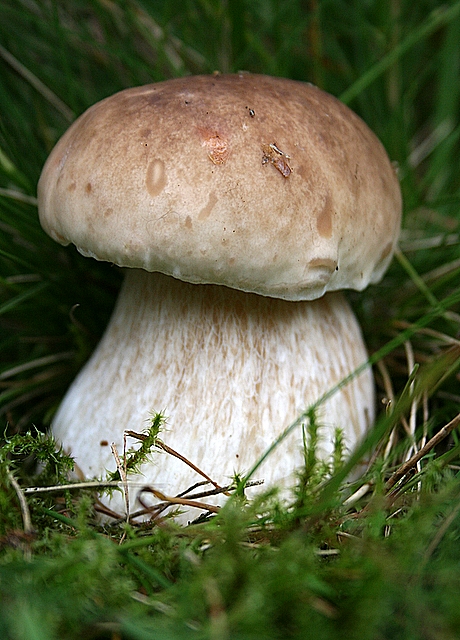 hríb smrekový Boletus edulis Bull.