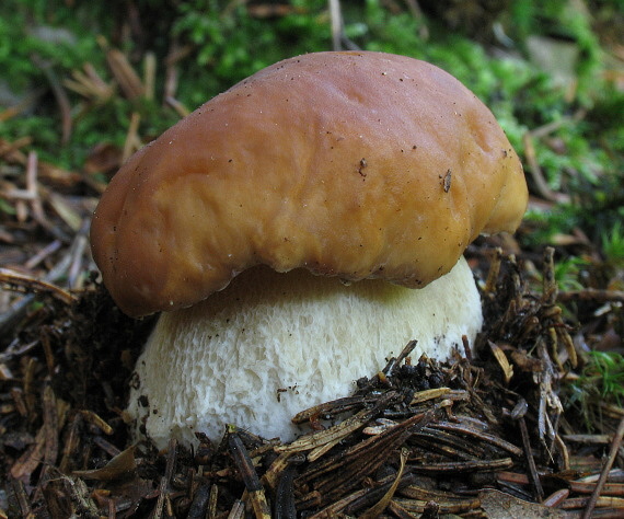 hríb smrekový Boletus edulis Bull.