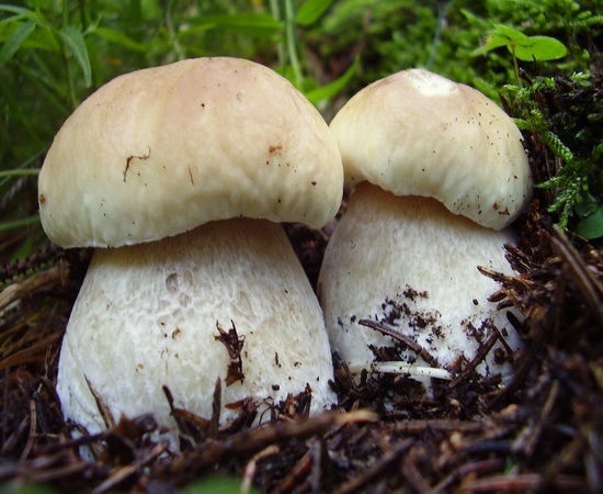 hríb smrekový Boletus edulis Bull.