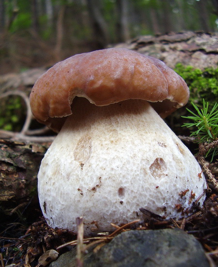 hríb smrekový Boletus edulis Bull.