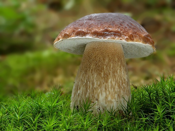 hríb smrekový Boletus edulis Bull.